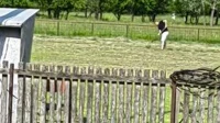 Treba travu i pokupiti